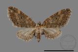 ǦW:Eupithecia sp.