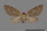 ǦW:Eupithecia sp.