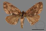 ǦW:Lophontosia fusca