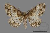 ǦW:Deileptenia rimosaria