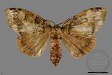 ǦW:Ilema olivacea