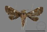 ǦW:Crambidae sp.