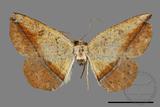 ǦW:Entomopteryx rubridisca