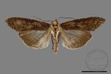 ǦW:Lophoptera longipennis