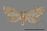 ǦW:Lithosiinae sp.