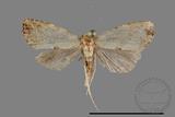 ǦW:Noctuidae sp.