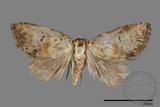 ǦW:Noctuidae sp.