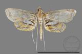 ǦW:Paracymoriza cataclystalis