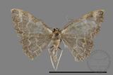 ǦW:Idaea sp.