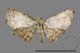 ǦW:Thyrididae sp.