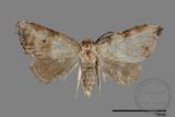 ǦW:Noctuidae sp.