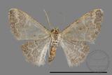 ǦW:Idaea sp.