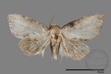 ǦW:Noctuidae sp.