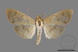 ǦW:Crambidae sp.