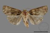 ǦW:Noctuidae sp.