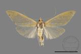 ǦW:Crambidae sp.