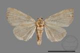 ǦW:Noctuidae sp.