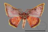 ǦW:Chrysocraspeda sanguinea