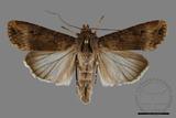 ǦW:Agrotis ispilon