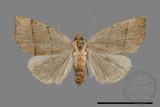 ǦW:Plecoptera sidierogramma