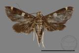 ǦW:Crambidae sp.