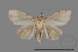 ǦW:Noctuidae sp.