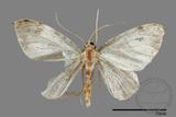 ǦW:Larentiinae sp.