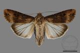 ǦW:Agrotis ispilon