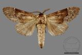 ǦW:Semidonta basalis