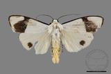 ǦW:Vamuna virlis