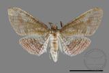 ǦW:Thyrididae sp.