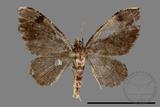 ǦW:Larentiinae sp.