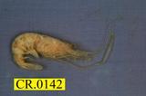 ǦW:Macrobrachium mammillodactylus