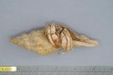 ǦW:Ceratopagurus pilosimanus