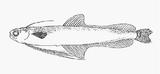 中文種名:澳洲犀鱈