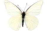 學名:Appias albina semperi Moore, 1905