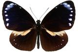 ǦW:Euploea tulliolus koxinga Fruhstorfer, 1908