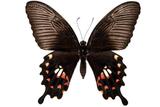 學名:Papilio polytes...