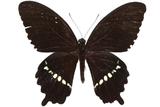 學名:Papilio polytes polytes Linnaeus, 1758