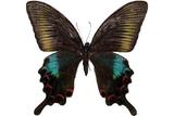 ǦW:Papilio bianor kotoensis Sonan, 1927