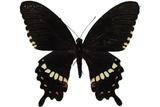 學名:Papilio polytes...