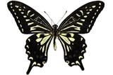 ǦW:Papilio xuthus Linnaeus, 1767