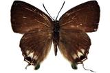 學名:Artipe eryx horiella Matsumura, 1929