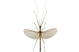 學名:Trachythorax sexpunctata Shiraki, 1911