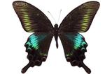 學名:Papilio bianor kotoensis Sonan, 1927