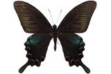 ǦW:Papilio bianor thrasymedes Fruhstorfer, 1909