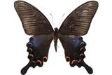 學名:Papilio bianor thrasymedes Fruhstorfer, 1909