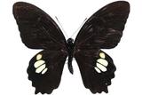 學名:Papilio castor formosanus Rothschild, 1896