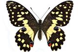 學名:Papilio demoleu...