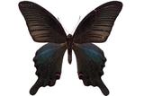 學名:Papilio dialis tatsuta Murayama, 1970